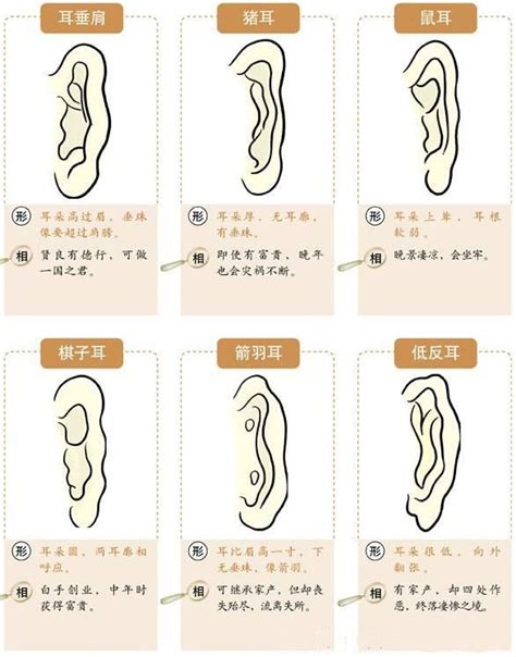 耳珠|16种耳相图解